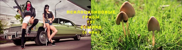 стаф Абинск